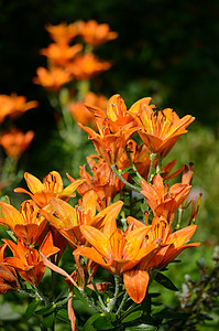 橙丽植物群百合花朵花园绿色背景图片