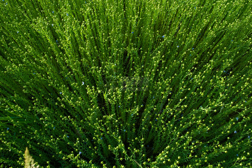 松软字段绿色场地花朵纺织品植物群农业图片
