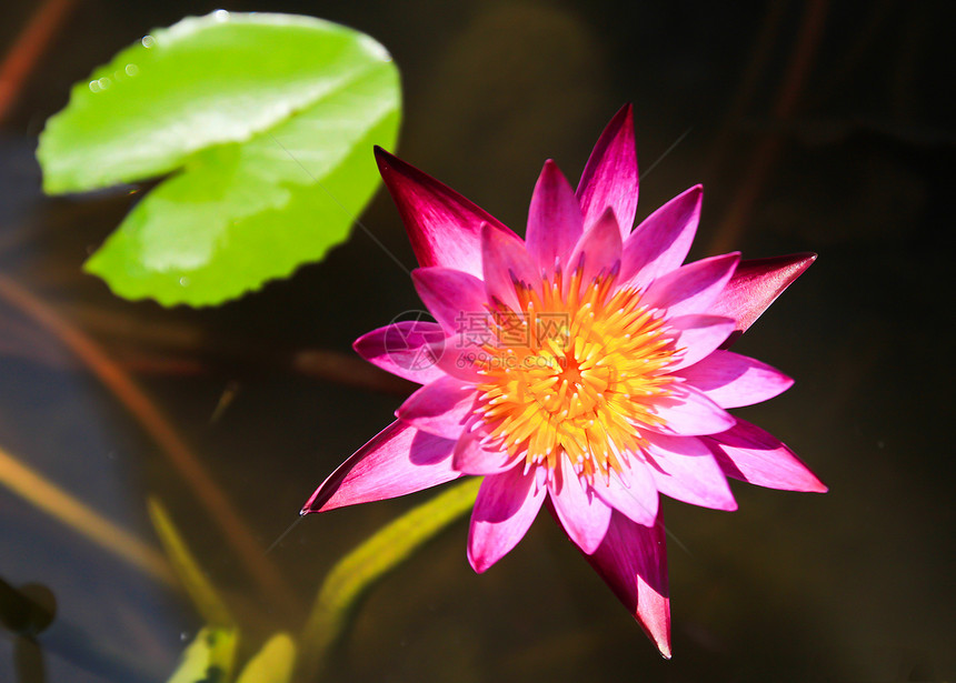 美丽盛开的粉红水百合水池荒野池塘情调公园季节异国荷花花园花瓣图片