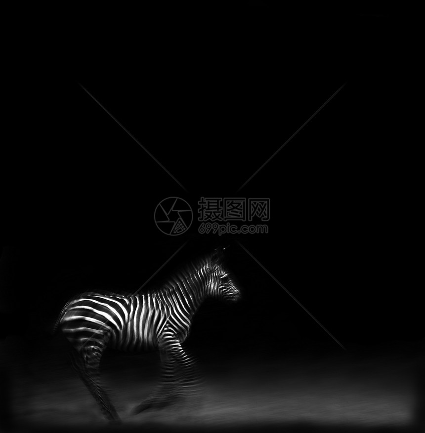 Zebra 正在运行哺乳动物黑与白宠物野生动物动物斑马条纹图片