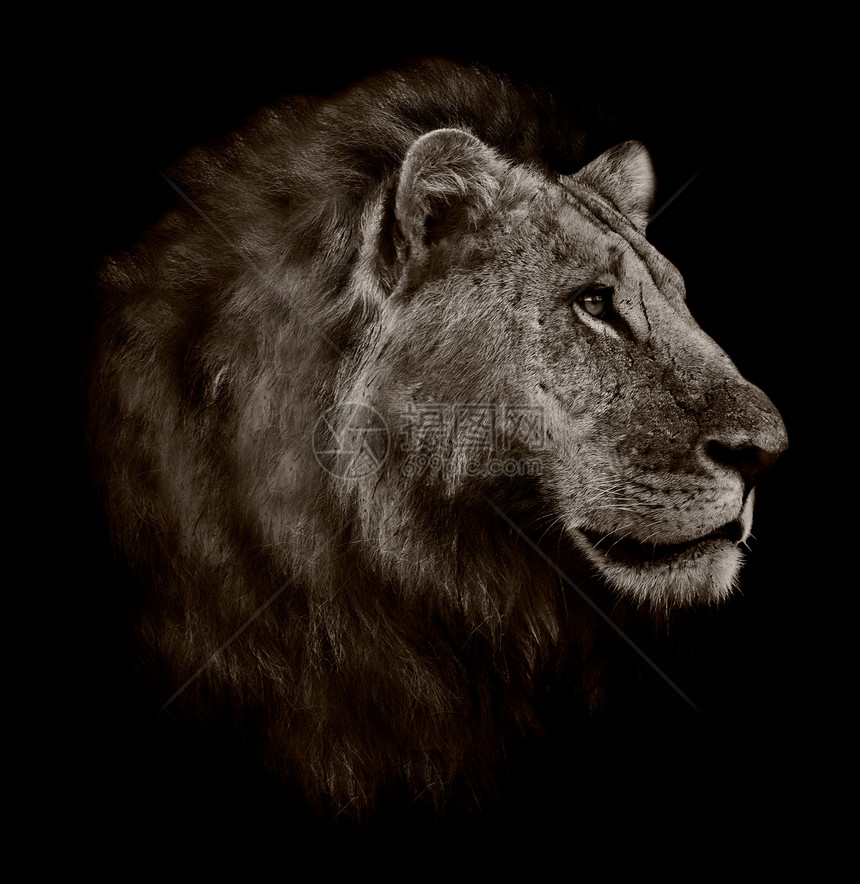 狮子纵向艺术野生动物白色侵略动物捕食者荒野羚羊黑色哺乳动物图片