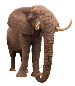 大象天空动物哺乳动物动物园力量荒野野生动物环境公园背景图片