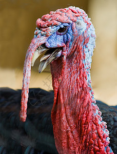 火鸡农业鸟类白色感恩家畜农场羽毛红色动物家禽背景图片