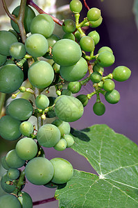 一群绿葡萄绿色酒厂生产花园农业葡萄园食物藤蔓水果背景图片