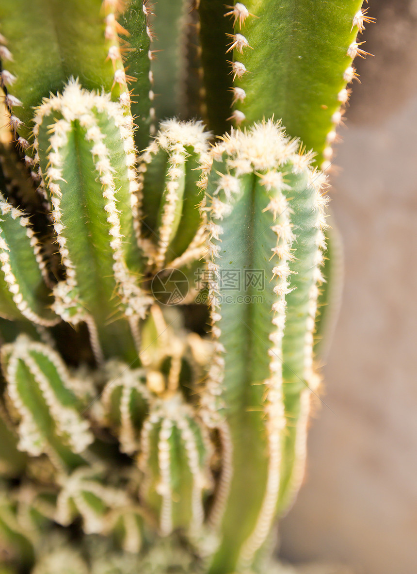 cactus 特写图片