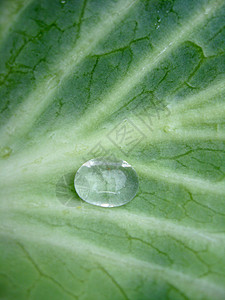 菜菜叶上滴水背景图片