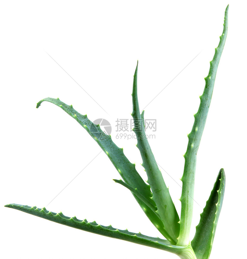 Aloe 阴阳皮肤治愈芦荟头发奶油植物库存果汁凝胶生长图片