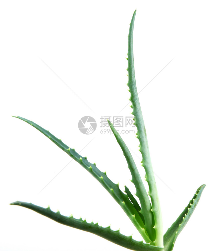 Aloe 阴阳免版税皮肤面霜奶油沙漠生长治愈蜂蜜芦荟头发图片