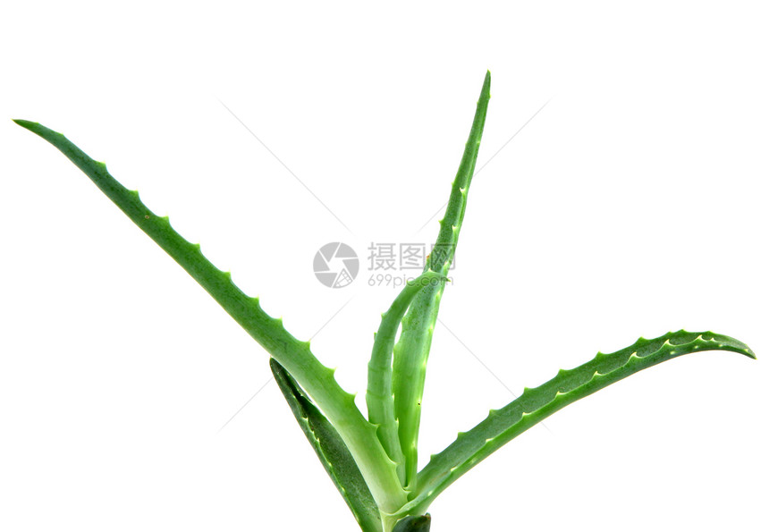 Aloe 阴阳皮肤免版税照片凝胶沙漠蜂蜜奶油芦荟果汁治愈图片