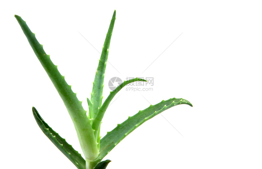 Aloe 阴阳果汁皮肤洋甘菊凝胶免版税奶油治愈头发面霜生长图片