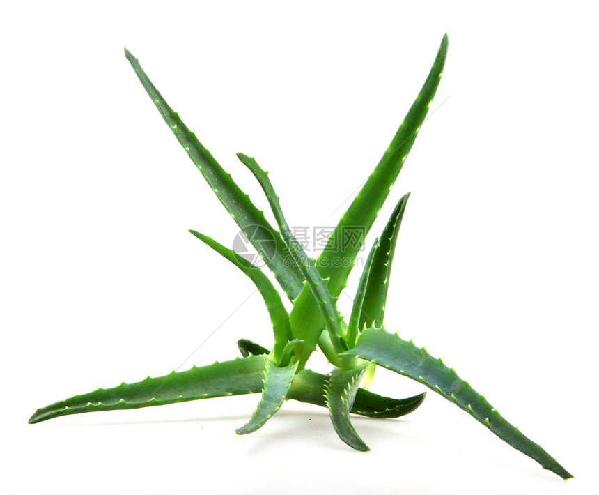 Aloe 阴阳库存免版税相片植物洋甘菊面霜头发芦荟皮肤凝胶图片