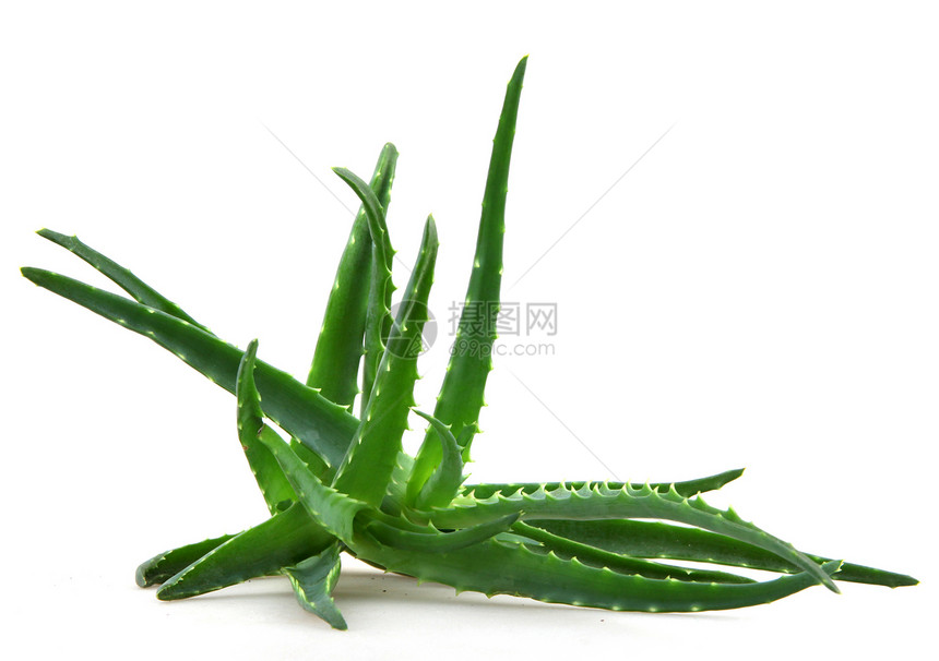 Aloe 阴阳凝胶芦荟相片植物蜂蜜库存头发皮肤面霜沙漠图片