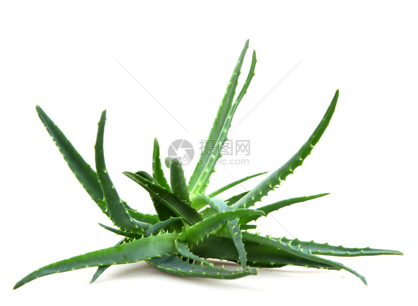 Aloe 阴阳芦荟生长植物蜂蜜皮肤果汁治愈沙漠面霜库存图片