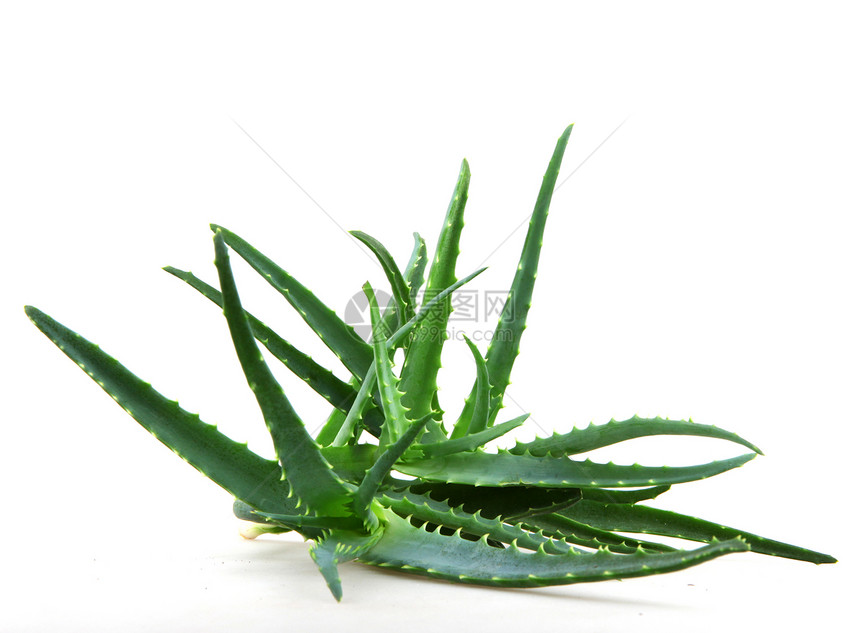 Aloe 阴阳皮肤植物照片蜂蜜面霜相片生长凝胶洋甘菊沙漠图片