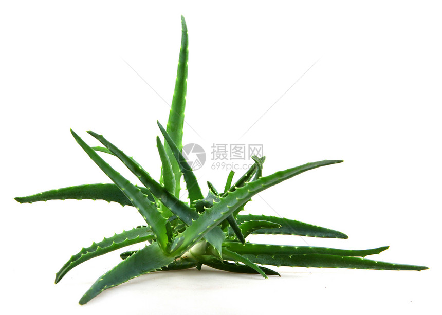 Aloe 阴阳生长芦荟蜂蜜相片皮肤凝胶面霜头发治愈奶油图片