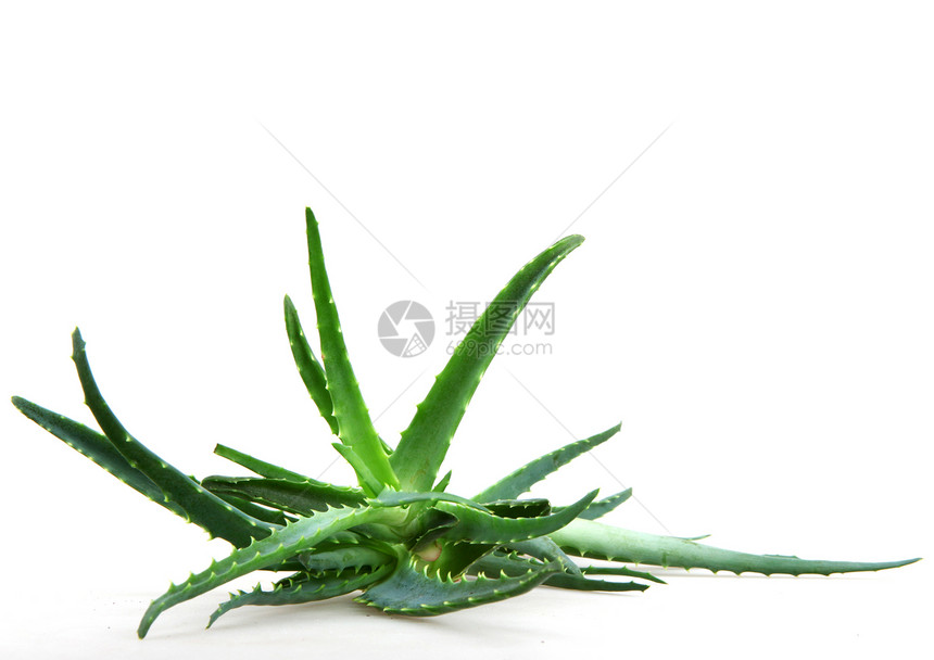 Aloe 阴阳治愈奶油凝胶面霜芦荟洋甘菊皮肤果汁生长沙漠图片