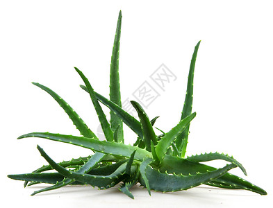 芦荟面霜Aloe 阴阳芦荟凝胶皮肤植物免版税照片面霜头发奶油背景