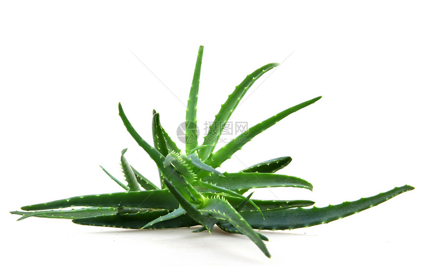 Aloe 阴阳奶油洋甘菊沙漠皮肤治愈植物头发芦荟蜂蜜相片图片