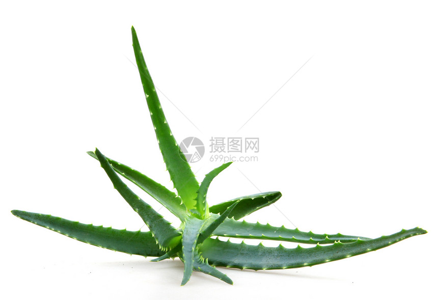 Aloe 阴阳免版税芦荟沙漠皮肤生长库存果汁头发蜂蜜洋甘菊图片