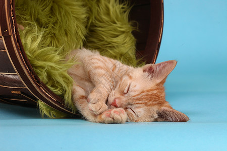 演播室的小橙子小猫工作室动物肖像猫咪猫科虎斑印花布宠物婴儿背景图片