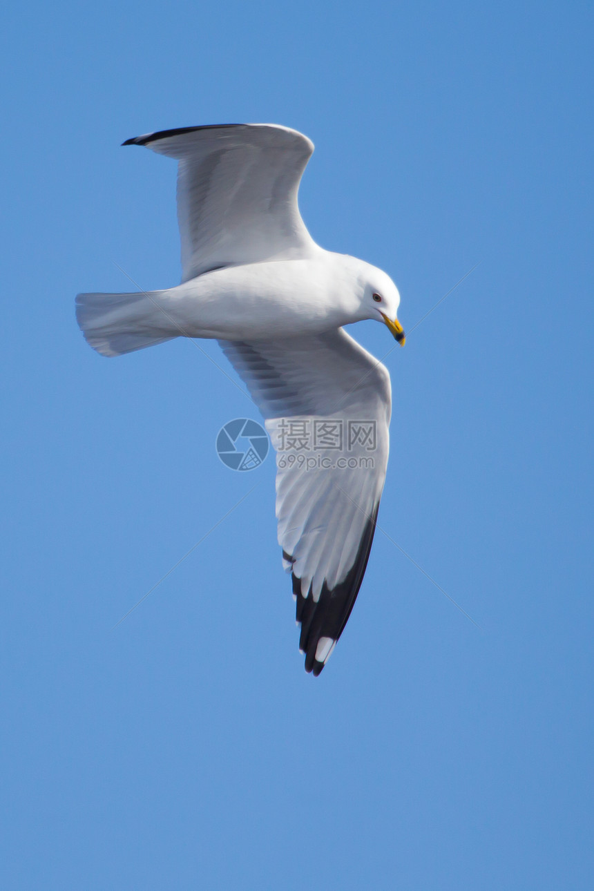 海鸥 在蓝天空中飞翔晴天海洋野生动物自由航班翅膀海鸟太阳辉光羽毛图片