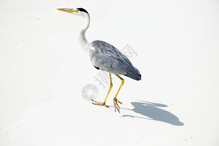 白色苍鹭沙滩的海绵旅行蓝色荒野野生动物苍鹭海岸白鹭热带海滩海洋背景