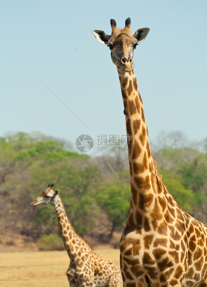两只长颈鹿动物哺乳动物荒野鼻子棕色野生动物脖子斑点乐趣白色图片