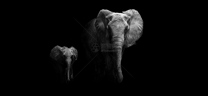 母亲和婴儿大象荒野野生动物哺乳动物库存公园动物动物园环境力量图片