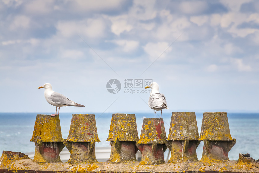 码头两只海鸥图片