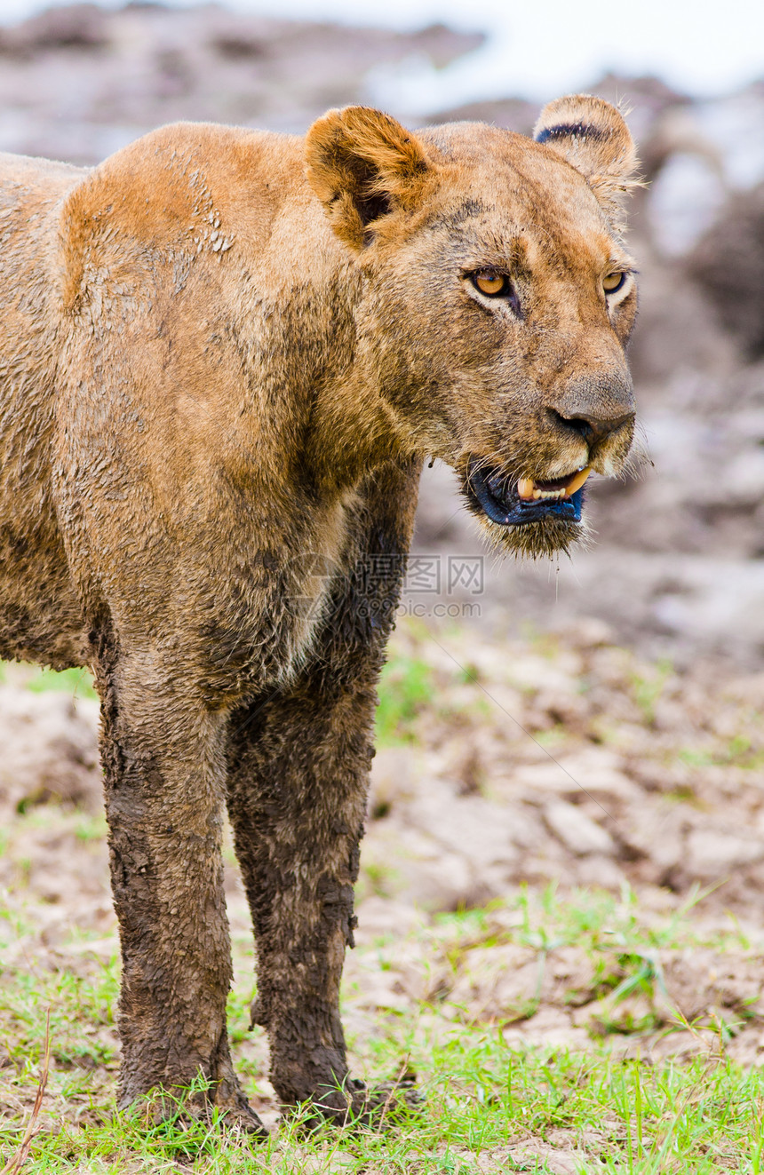 猎狮子狮母狮动物捕食者环境哺乳动物狮子食肉野生动物国王濒危图片
