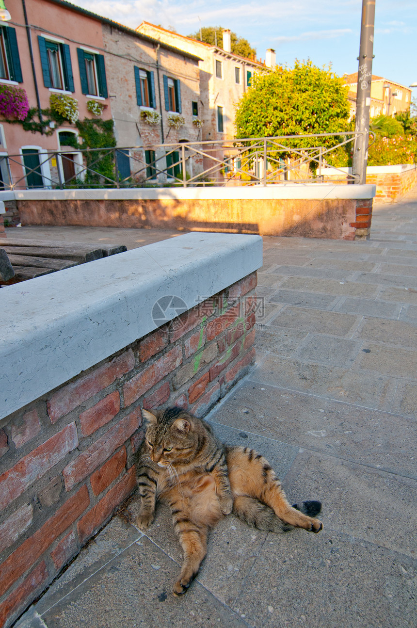 威尼斯意大利猫在街上历史性地标游客历史旅行旅游风光反射风景石头图片