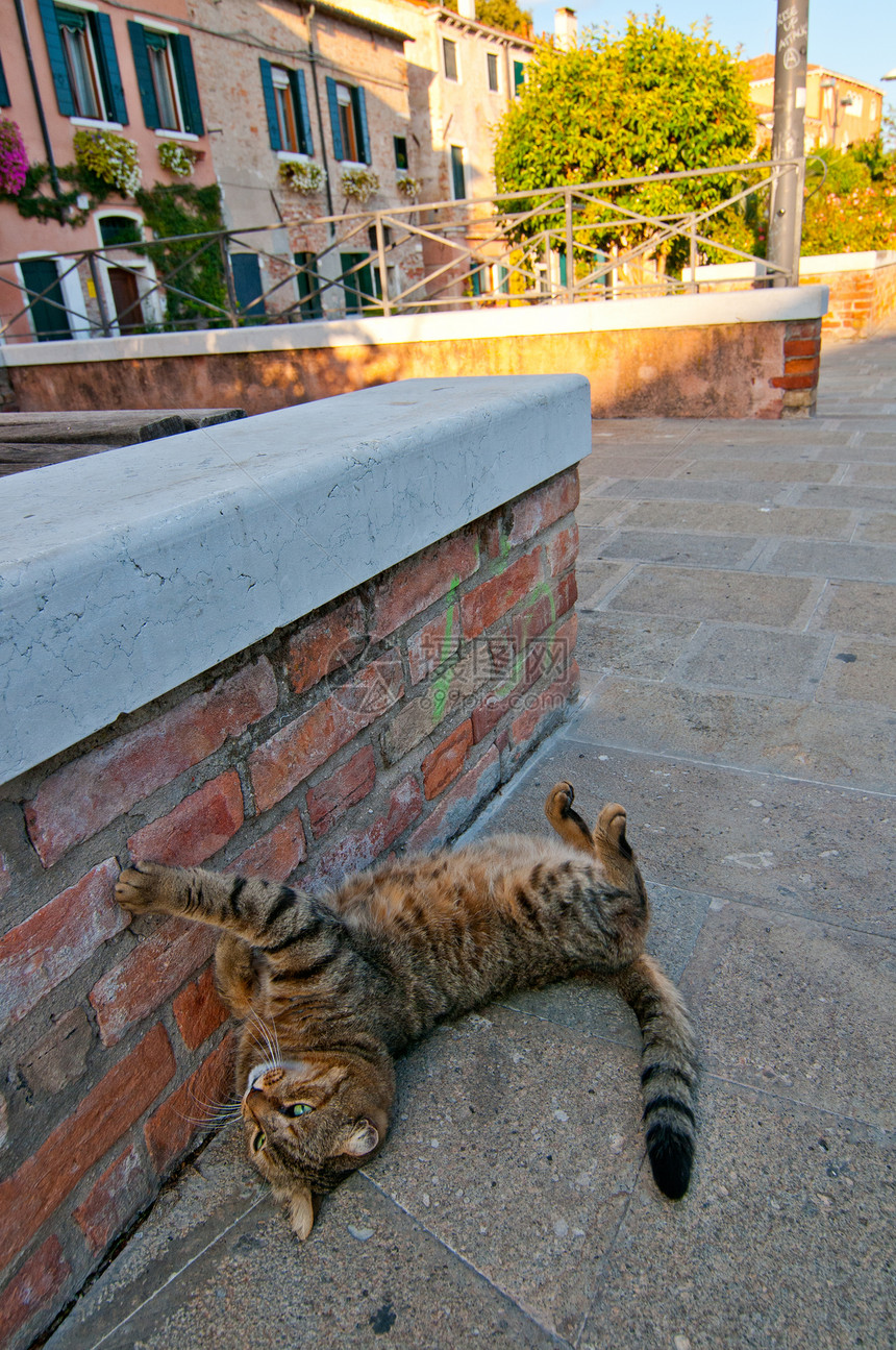 威尼斯意大利猫在街上历史性目的地反射旅行景观假期风景游客历史摄影图片
