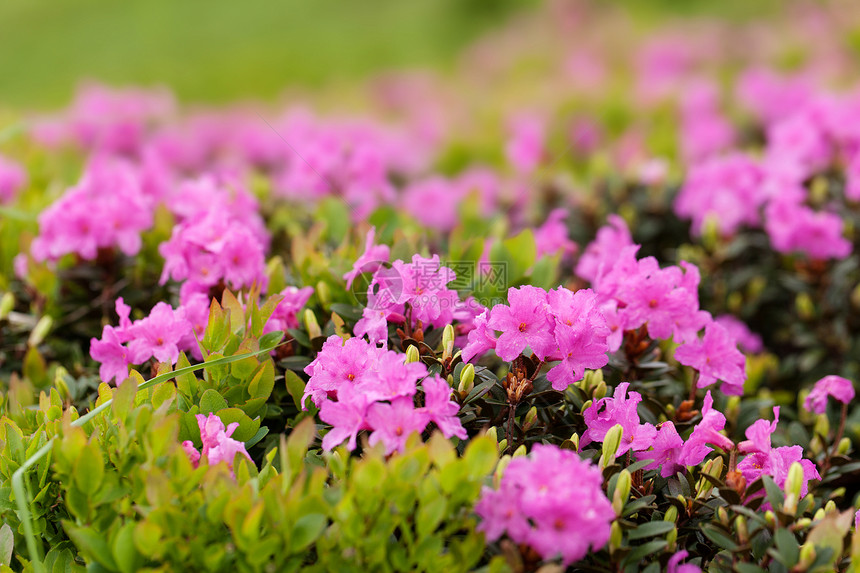 杜鹃衬套花瓣粉色红色植物群日志图片