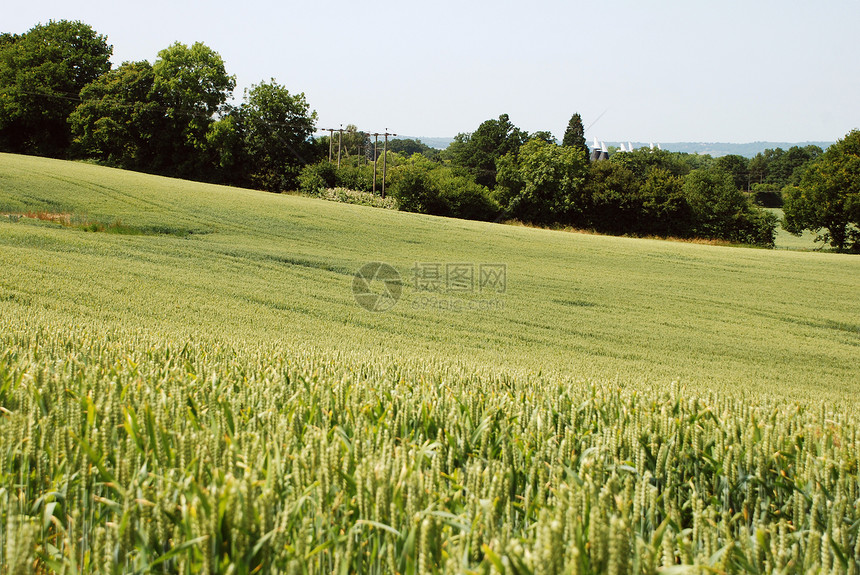 肯特农村地区绿小麦田图片