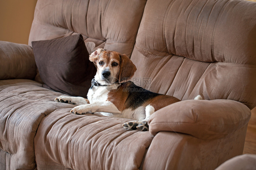 比格尔狗在库袋上沙发猎犬宠物睡眠眼睛动物白色长椅小狗家具图片