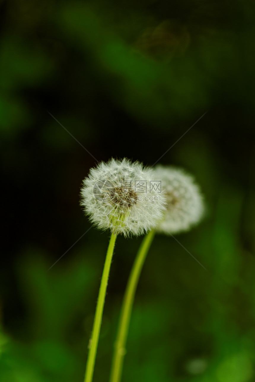 蒲公英花太阳花园草地草本植物生活植物群植物花朵杂草种子图片