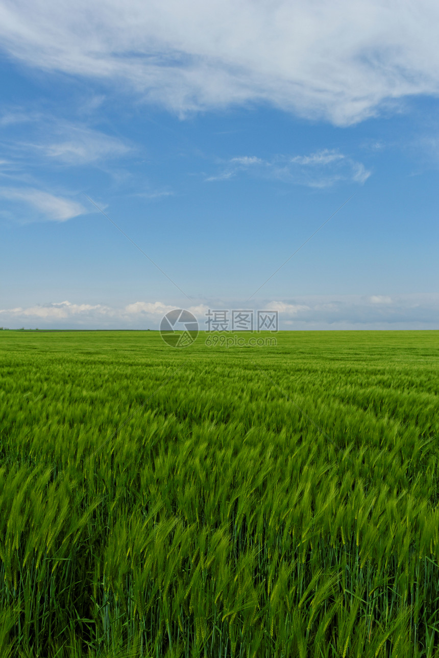 蓝云天空下的小麦田谷物蓝色场景季节植物农业农场风景天空玉米图片