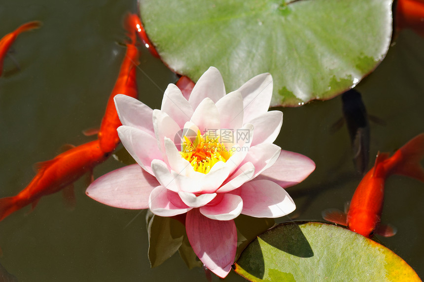 粉红水百合植物群反射植物季节花园花朵植物学花瓣水池叶子图片