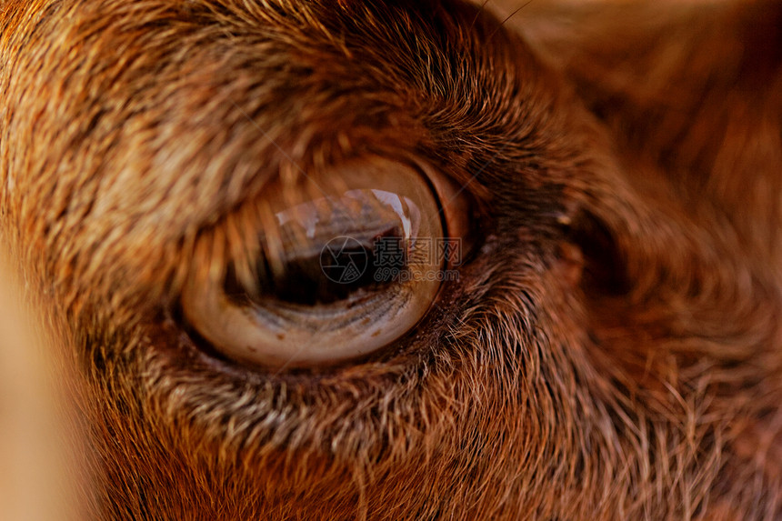 山羊的眼睛乡村毛皮白色哺乳动物农业农场棕色黄色宏观盘子图片
