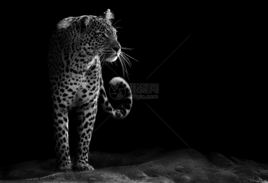 豹型野生动物捕食者胡须动物公园黑色危险哺乳动物丛林荒野图片