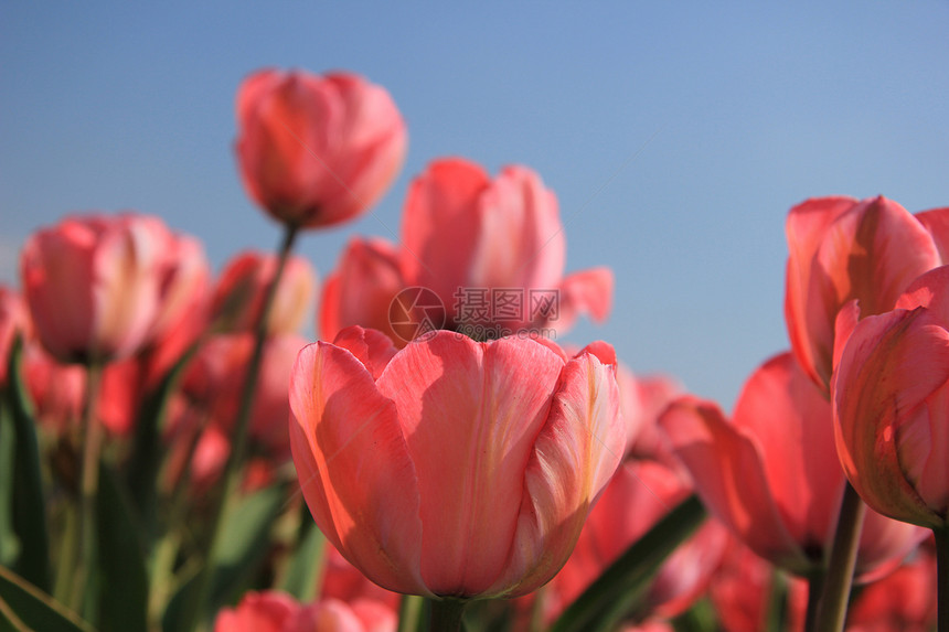 粉红郁金香和蓝色的天空图片