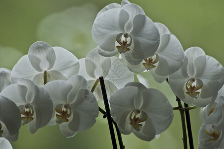 白兰花园艺花园兰花花朵背景图片