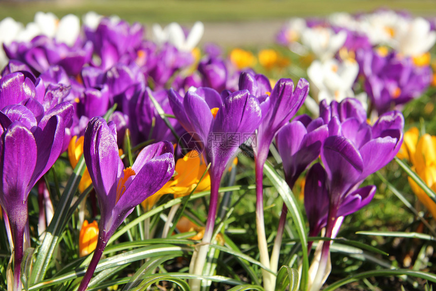 春光下的紫花冠场地花园团体白色季节藏红花绿色植物学灯泡阳光图片
