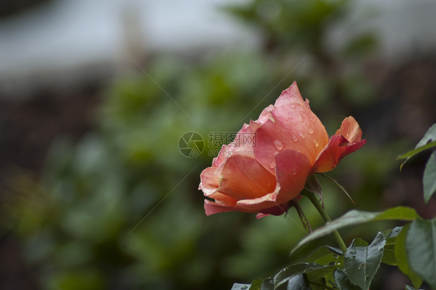粉红玫瑰叶子花园图片
