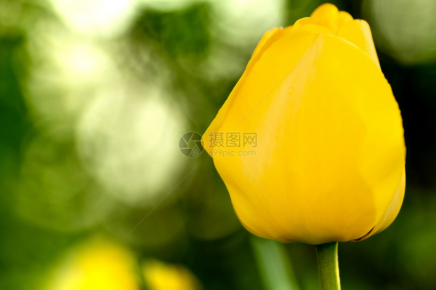 黄色郁金植物学绿色郁金香花园宏观植物群图片