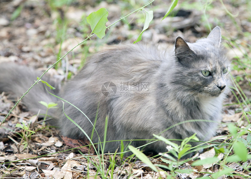 猫类猫科动物兽医宠物动物笨蛋胡须毛皮灯光长发流浪图片