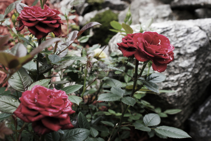 野玫瑰季节卡片婚礼植物群叶子玫瑰植物念日花园问候语图片