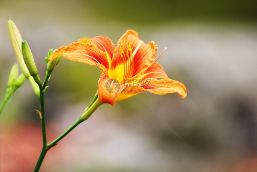 老虎莉莉花粉橙子条纹花朵百合植物花瓣植物群植物学季节图片