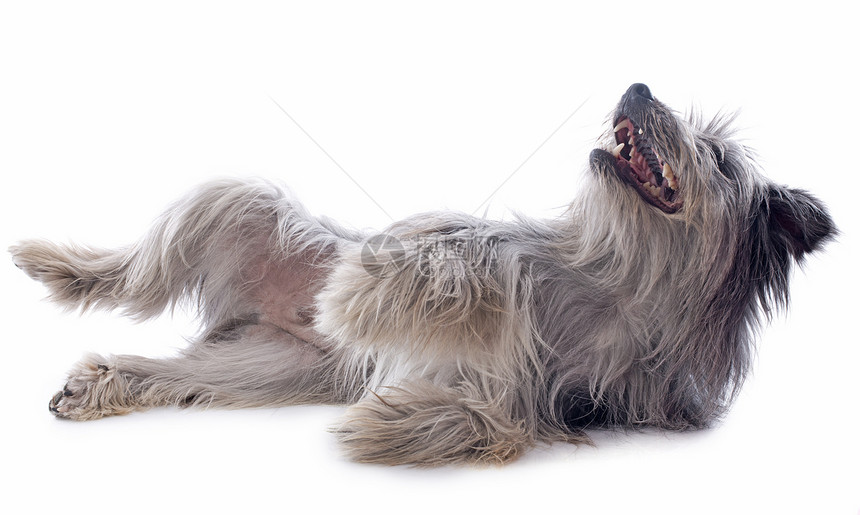 比利牛牧羊犬滚动宠物牙齿毛皮工作室牧羊犬灰色犬类动物图片