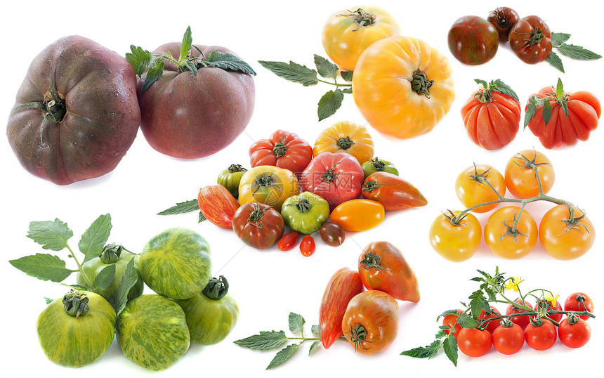 古代番茄品种图片